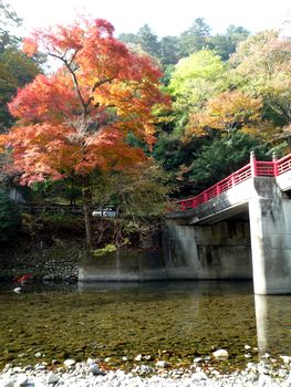 もみじ_c0199544_2157305.jpg