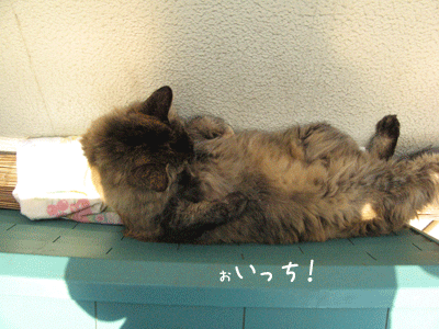 b0134745_11323486.gif