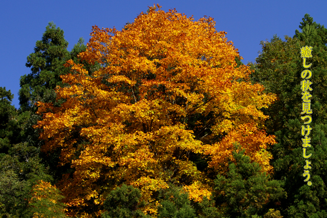 下条ダムの紅葉_b0076646_2012581.jpg