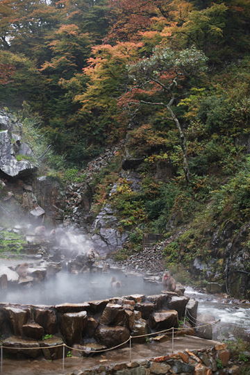 栗のち猿：　北信州　小布施～地獄谷温泉　2010年10月_d0008146_0174352.jpg