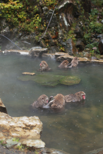 栗のち猿：　北信州　小布施～地獄谷温泉　2010年10月_d0008146_0473282.jpg