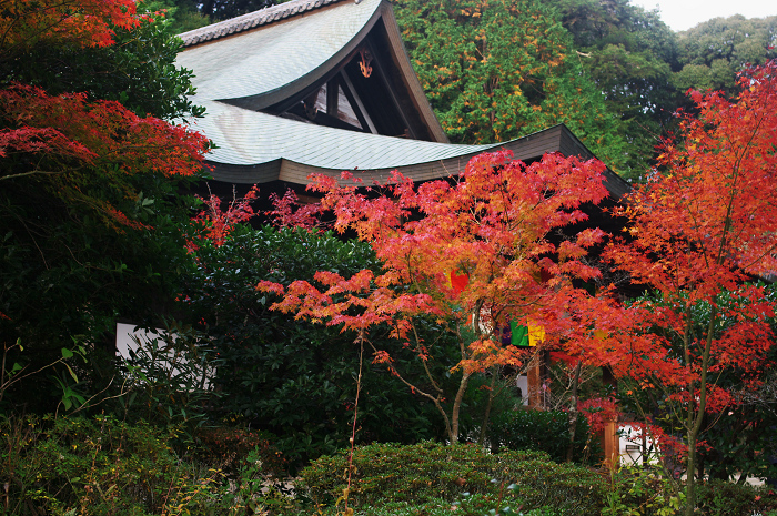 染まる境内（奈良・圓成寺・境内編）_f0155048_0101343.jpg