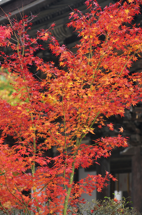 染まる境内（奈良・圓成寺・境内編）_f0155048_0112131.jpg