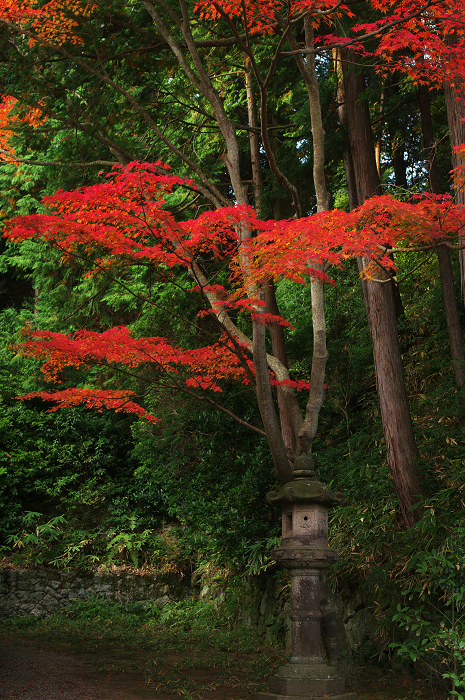 染まる境内（奈良・圓成寺・境内編）_f0155048_0135341.jpg