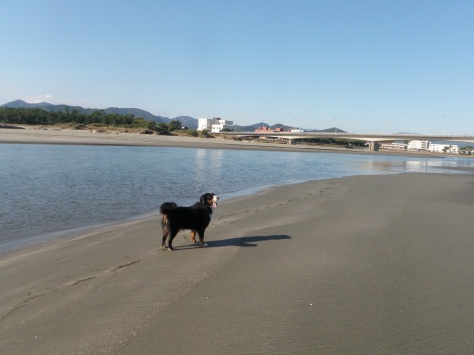 塩見川の河口で流路が変化_e0094349_1950986.jpg