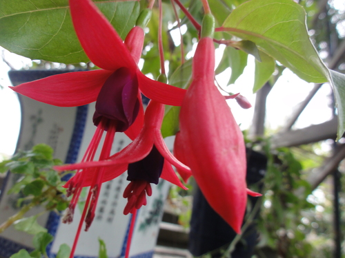 c0108460_1737597.jpg