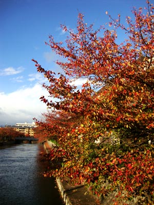 京都紅葉散歩　松尾～嵯峨嵐山～岡崎_b0160363_1594714.jpg