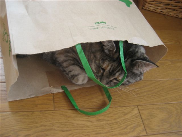 in the bag_a0123465_23305346.jpg