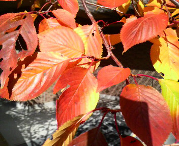 桜紅葉_e0128670_21441373.jpg