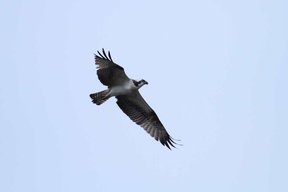 a0167480_20162251.jpg