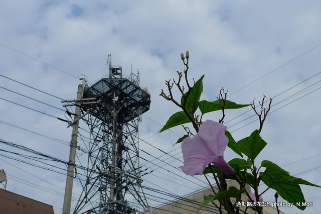 通勤路の花など_b0115085_15102217.jpg