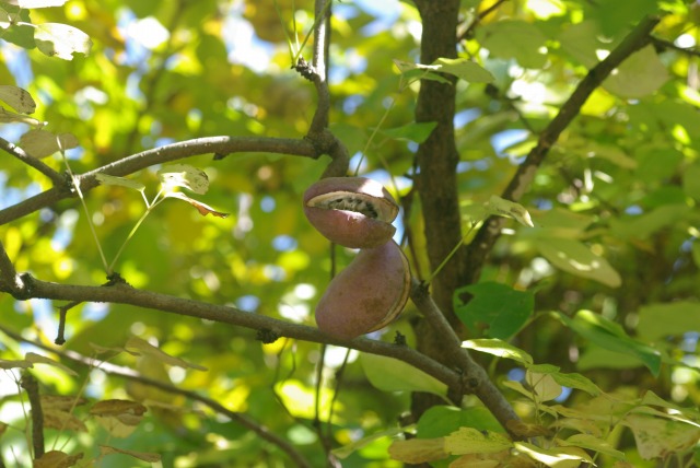 e0070891_1834516.jpg