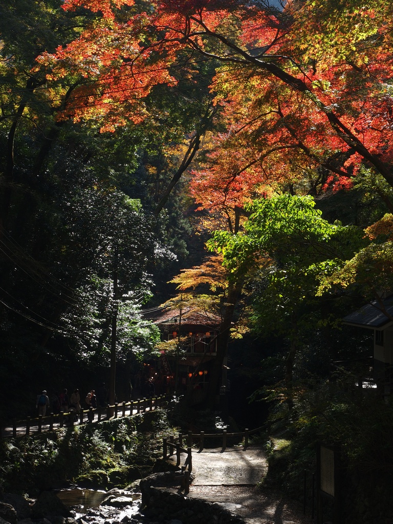 「紅葉～箕面公園～」_a0133692_21334361.jpg