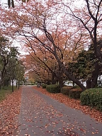 紅葉の散歩道♪_b0105897_22172178.jpg