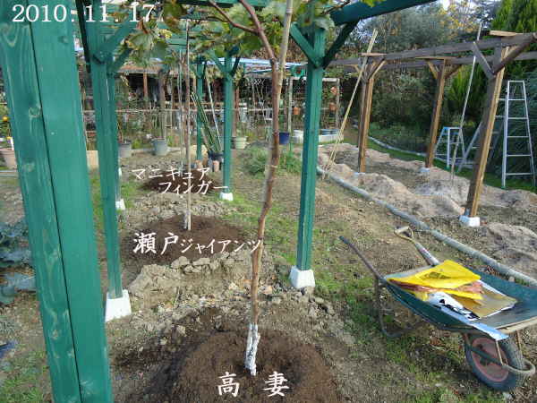 そろそろ 地植え ぶどう に 元肥施肥を始めた 趣味の 果樹 今年も ぶどう と 新たに 桜桃 に注力 そろそろ 地植え ぶどう に 元肥施肥を始めた 趣味の 果樹 今年も ぶどう と 新たに 桜桃 に注力