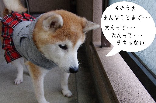 柴犬は見た！　# 3_e0188797_19451861.jpg