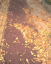 c0164401_2454499.jpg