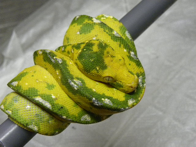 グリーンツリーンパイソン ビアク産スクリーマータイプ ７９８００ Sold Out 爬虫類 販売 専門店 飼育相談 関西レプタイルプロ