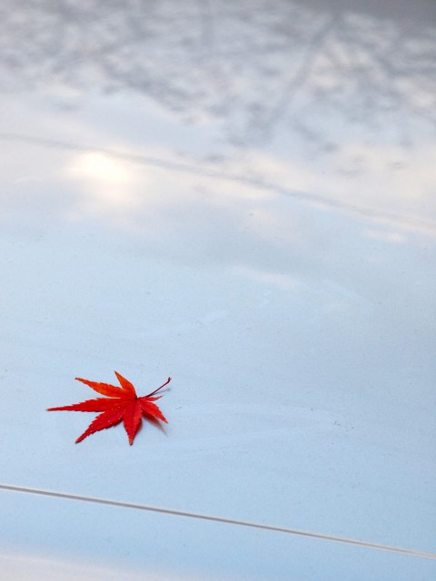 由加神社の紅葉_e0074308_21501561.jpg