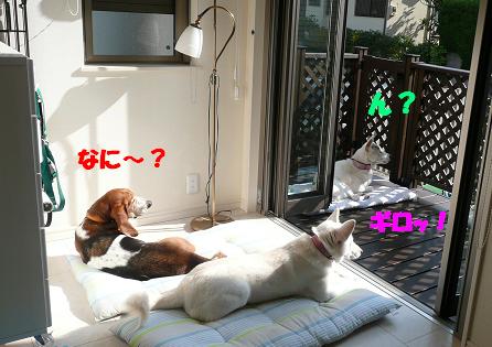 優秀な番犬の茶々くん！_f0121712_13394286.jpg