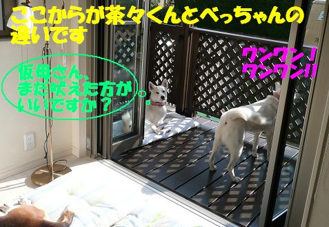 優秀な番犬の茶々くん！_f0121712_13402486.jpg