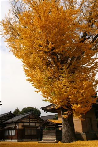 庄川　光照寺　オオイチョウ　見事な黄葉_e0206820_1949441.jpg