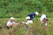 南中山小学校の子供達が大豆の収穫をしました_e0061225_9175335.jpg