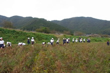 南中山小学校の子供達が大豆の収穫をしました_e0061225_917755.jpg