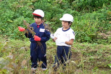 南中山小学校の子供達が大豆の収穫をしました_e0061225_918537.jpg