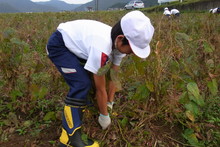 南中山小学校の子供達が大豆の収穫をしました_e0061225_9185456.jpg