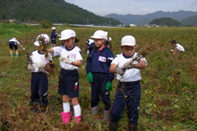 南中山小学校の子供達が大豆の収穫をしました_e0061225_919229.jpg