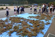 南中山小学校の子供達が大豆の収穫をしました_e0061225_930116.jpg