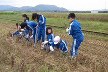 服間小学校の子供達が大豆の収穫をしました_e0061225_9411134.jpg