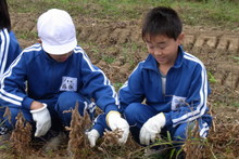 服間小学校の子供達が大豆の収穫をしました_e0061225_9412455.jpg