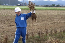 服間小学校の子供達が大豆の収穫をしました_e0061225_9421767.jpg