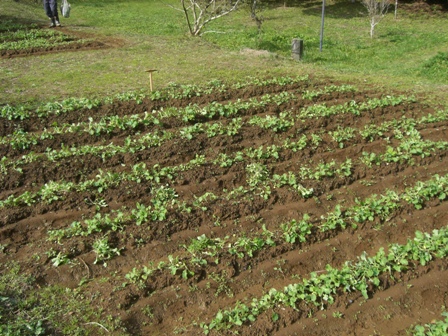 菜の花エコプロジェクト 間引き 千葉県いすみ環境と文化のさとセンター