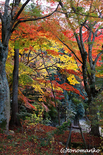 紅葉の有馬温泉へ_c0024345_15433487.jpg