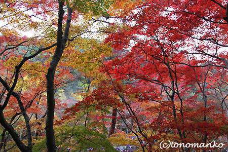 紅葉の有馬温泉へ_c0024345_1543423.jpg