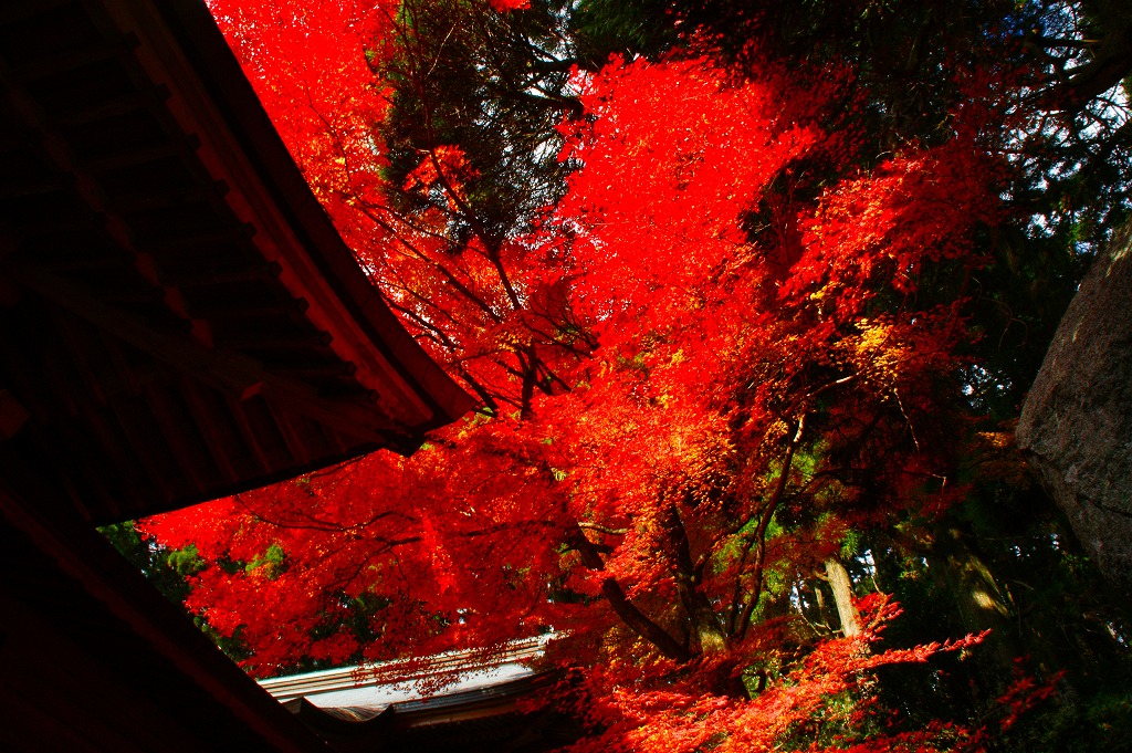 「九年庵から」（脊振神社）　_f0201348_9283977.jpg