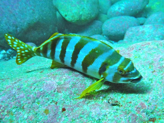 タカノハダイ アイダイブの雲見の生き物