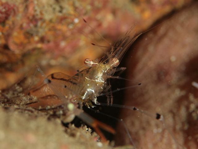 オシャレカクレエビ アイダイブの雲見の生き物