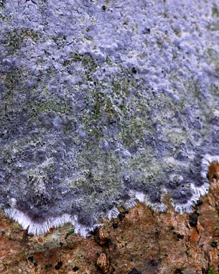 e0035757_17504375.jpg