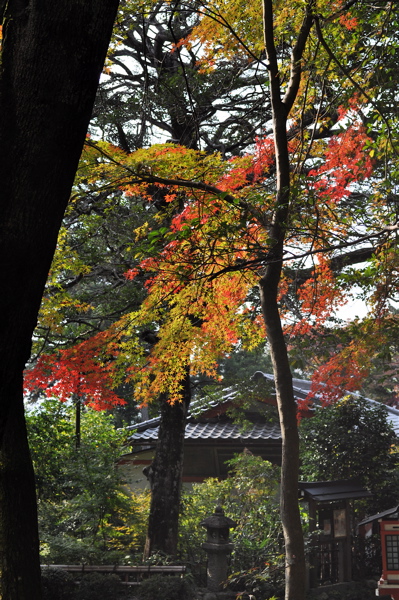 紅葉の散歩 -修学院　鷺森神社から曼殊院へ。_e0125762_2251891.jpg