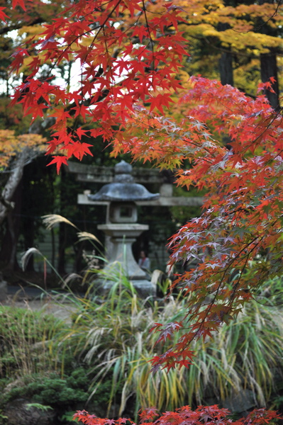 紅葉の散歩 -修学院　鷺森神社から曼殊院へ。_e0125762_252157.jpg