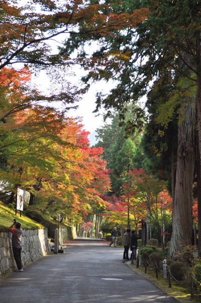 紅葉の散歩 -修学院　鷺森神社から曼殊院へ。_e0125762_2543639.jpg