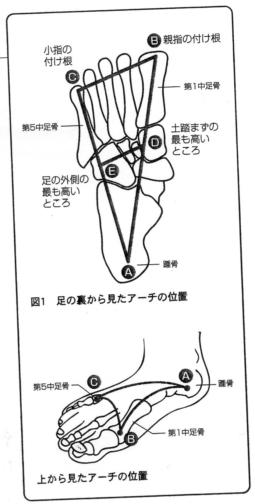 足にあった靴の選択について 実践編 がんばらねばいかんぜよ 足にあった靴の選択について 実践編 がんばらねばいかんぜよ