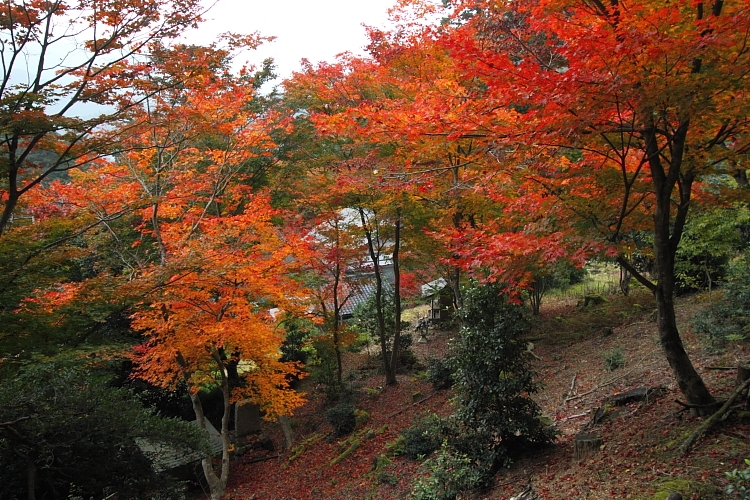 常照皇寺_e0051888_22573672.jpg