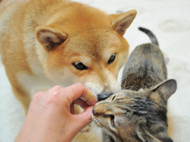 京都の秋の味_a0126590_531179.jpg