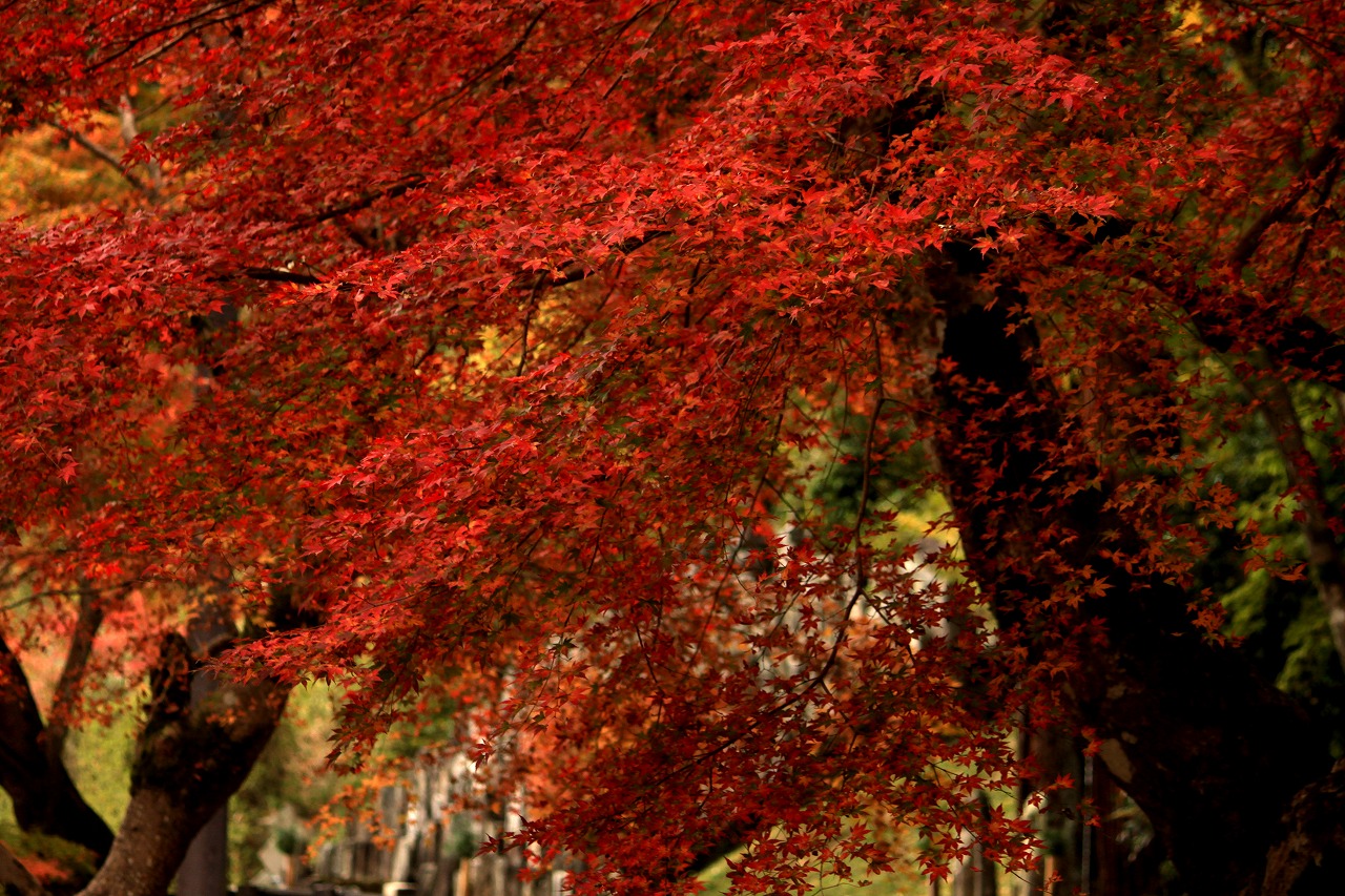 正暦寺　　紅葉_f0214792_20341773.jpg