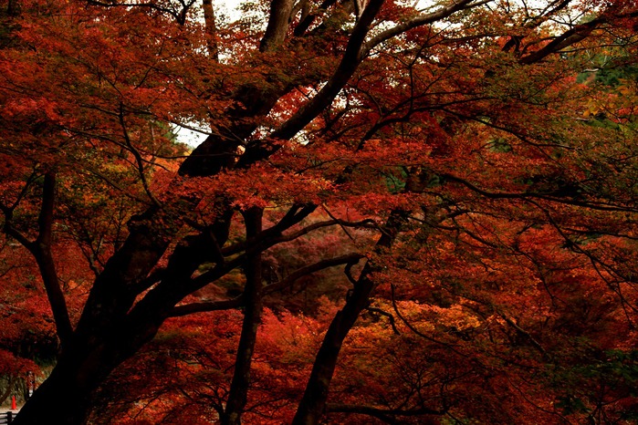 正暦寺　　紅葉_f0214792_20392083.jpg